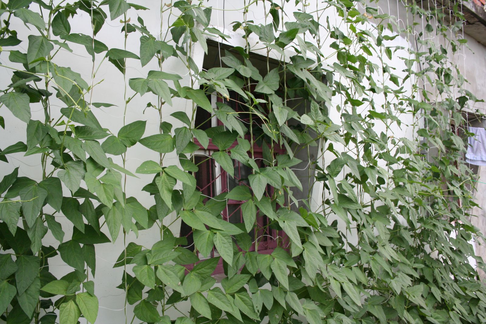 原住民朋友的豆科植物成為小屋遮陽的綠簾。