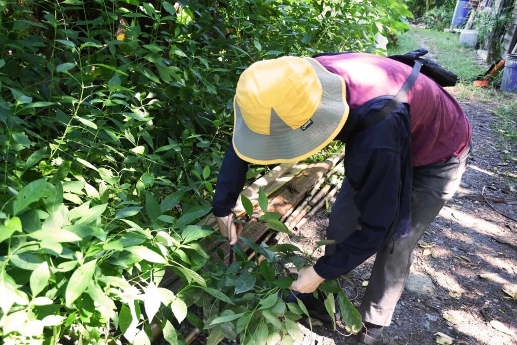 一早就來了個採茶帥姑娘 目標：尋找到處都有的咸豐草和白鶴靈芝