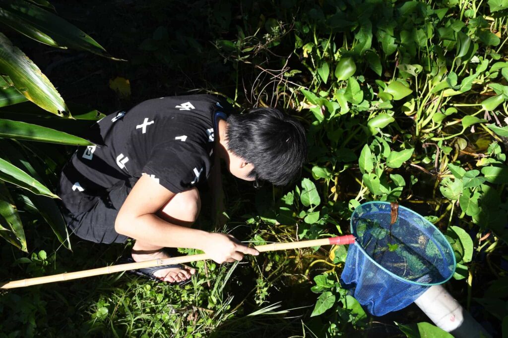 這孤僻小孩到底在看什麼？茂盛的布袋蓮中尋找福壽螺 「螺螺到底藏在哪裡呢？」然後很認真的…跌進水池