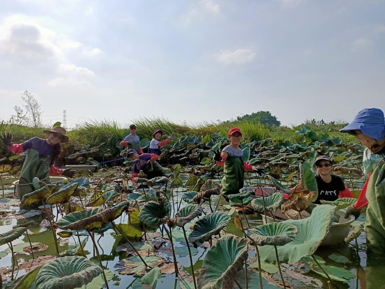 抵達保育區幫忙除蓮藕，找回生態多樣性