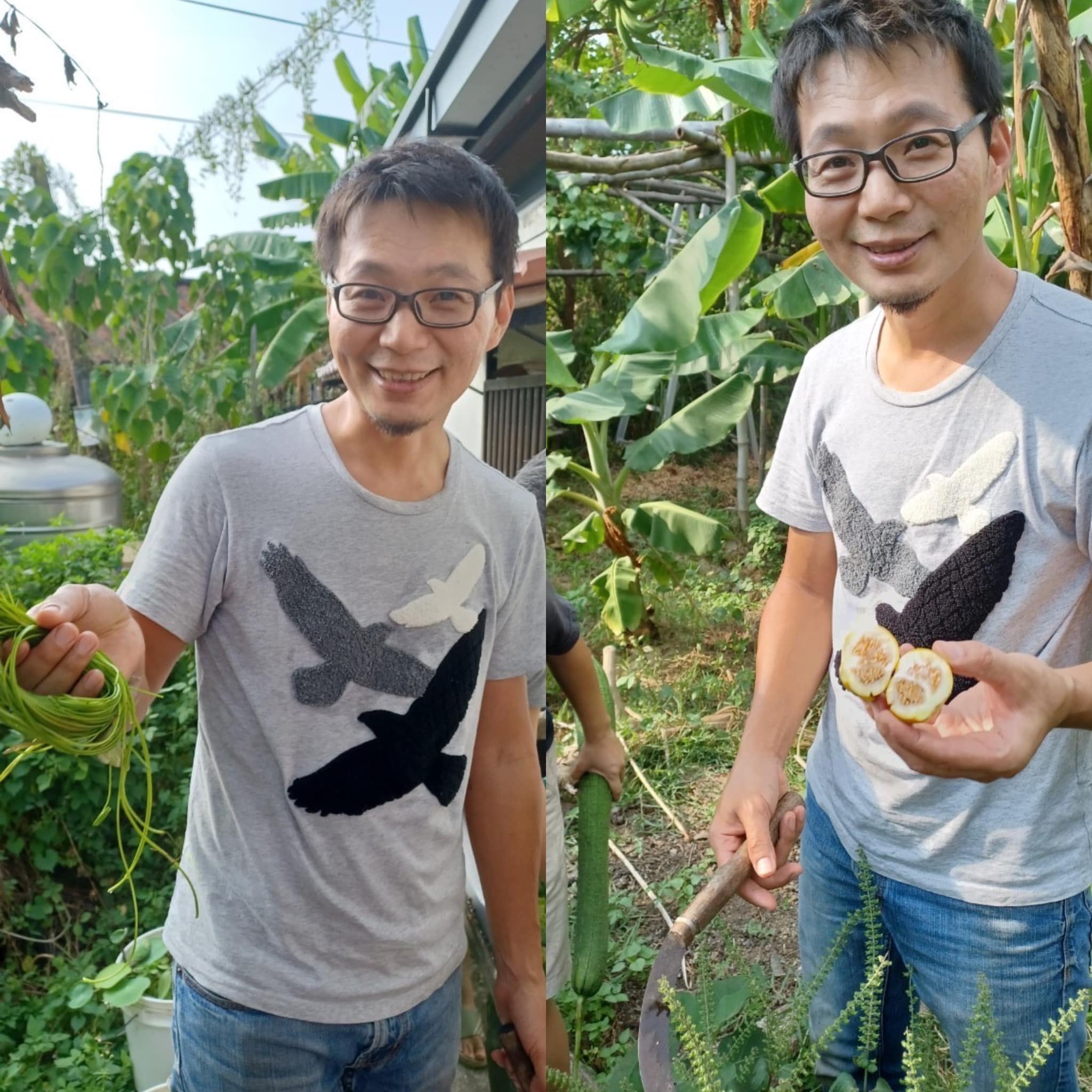 菜園採收去 左：水族箱養的塞牙縫水蓮 中：看起來像是要揍人的長絲瓜 右：成熟圓茄